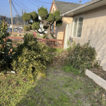 When to Call for Emergency Tree Removal in Redwood City